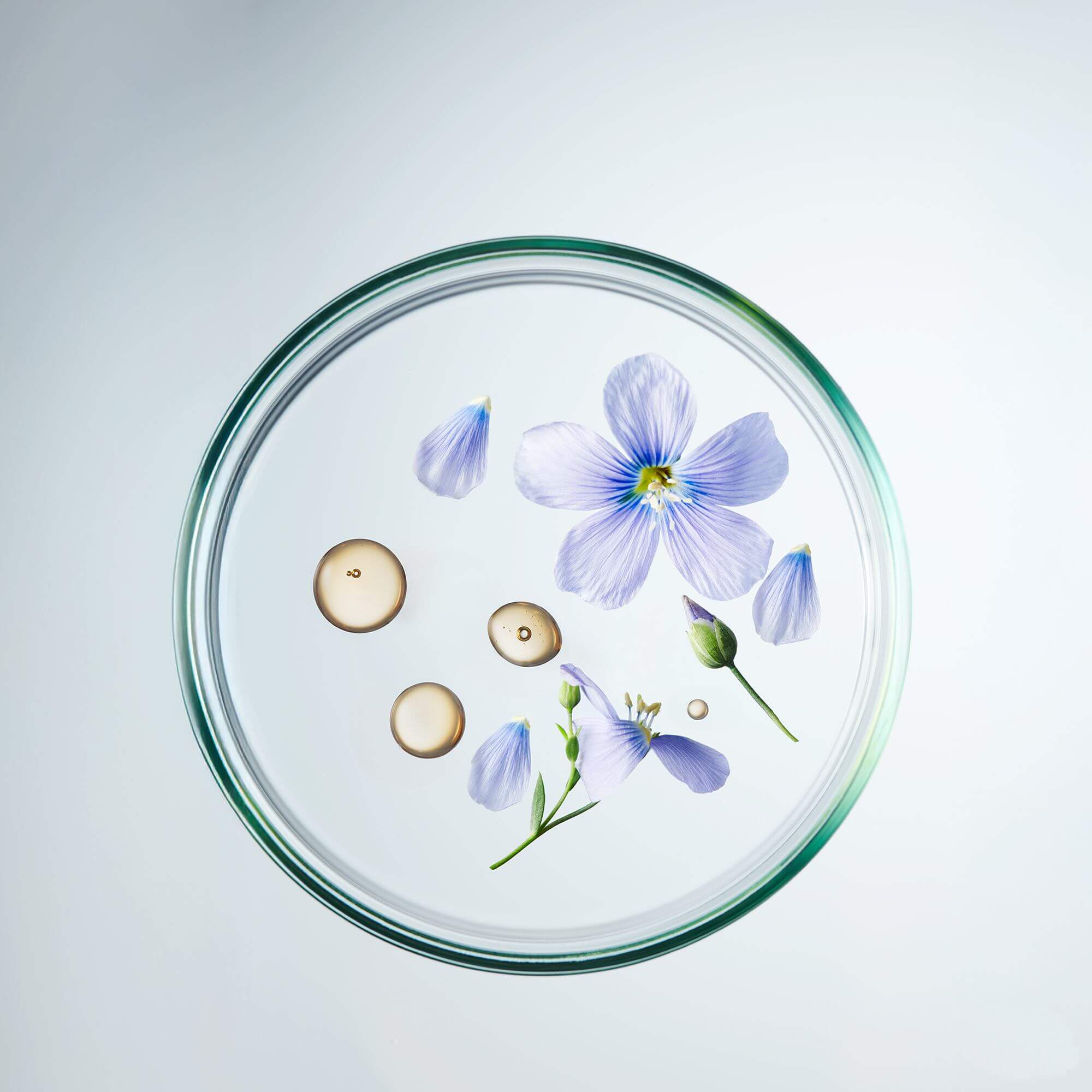 náladová fotografie modré květiny